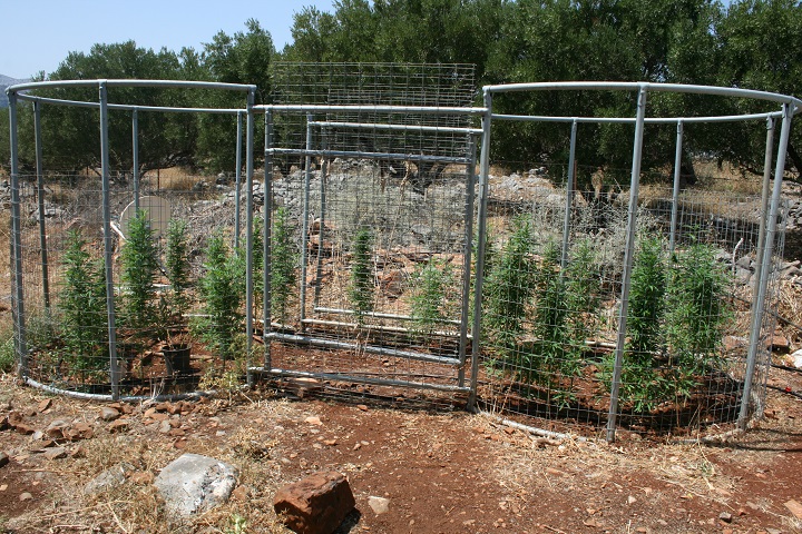 προσεγμένη η καλλιέργεια κάνναβης