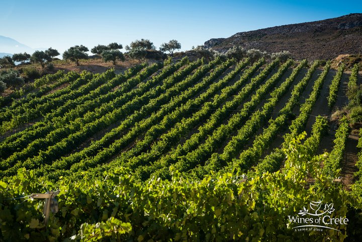 Wines of Crete, ανάδειξη νέου Διοικητικού Συμβουλίου