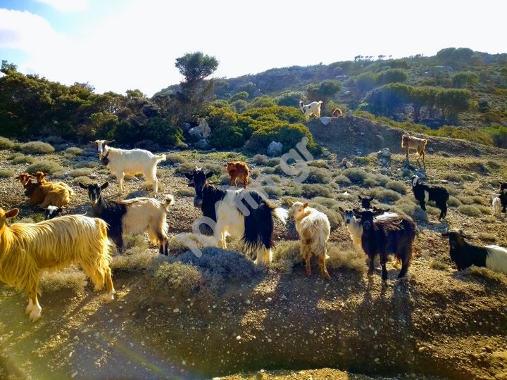 Η ζωοκλοπή καλά κρατεί, η αστυνομία τι κάνει;