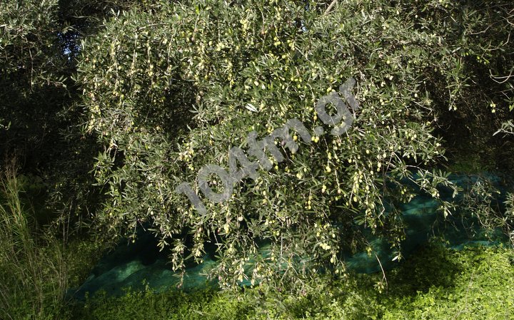 χρηματοδότηση ελαιολάδου με βάση τη πραγματική παραγωγή