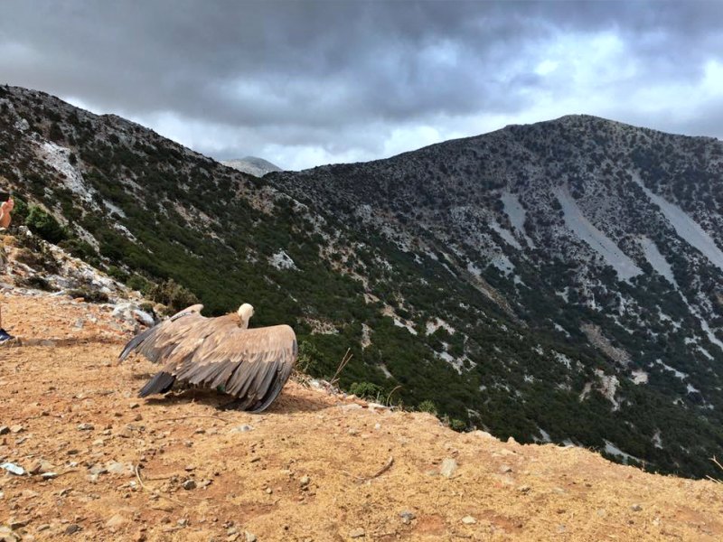Ανάκληση των αδειών ανεμογεννητριών ζητά ο ΕΟΣ Λασιθίου