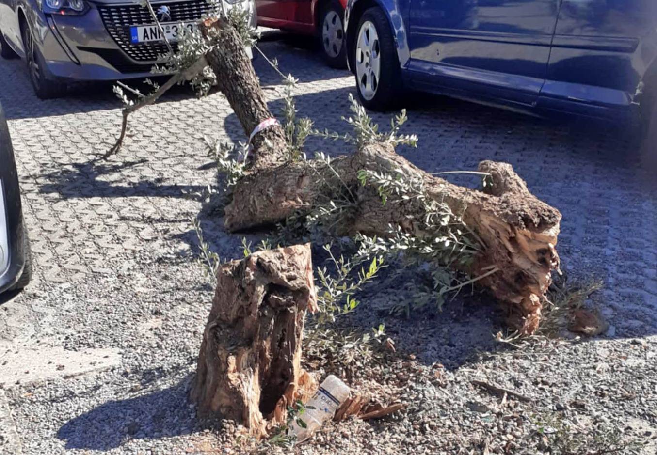 Ο δήμος Αγίου Νικολάου εσαεί εχθρεύεται το πράσινο