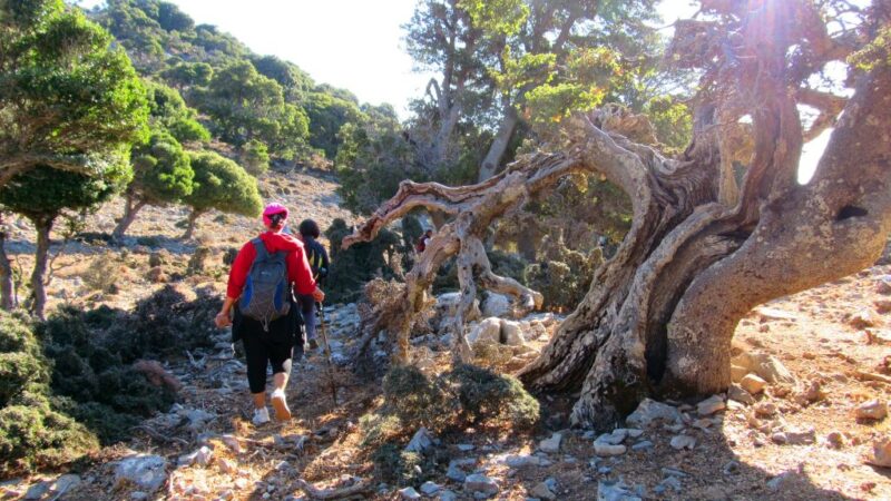 Καθαρό, κουφάλα Εγγλέζου, Αστιβιδωπό