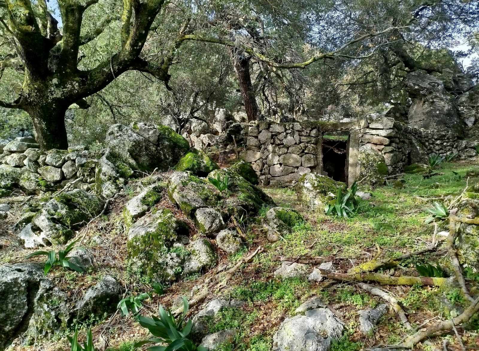 Χριστουγεννιάτικη πεζοπορία στο δάσος του Κρούστα