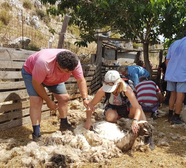 Βιωματικός τουρισμός και κουρές προβάτων