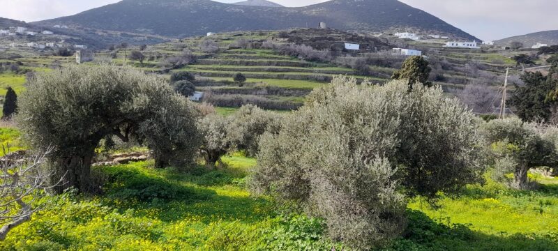 25, 26 Οκτωβρίου, Σίφνος: Μαθαίνουμε και ανταλλάσσουμε εμπειρίες μεταξύ νησιών για τη σημασία της ξερολιθιάς