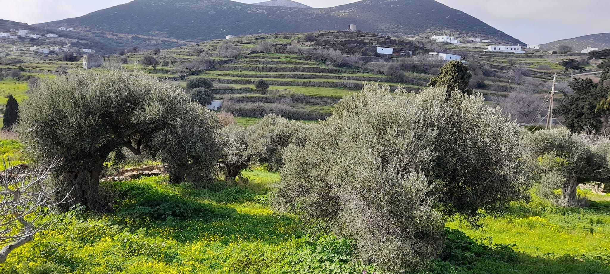 25, 26 Οκτωβρίου, Σίφνος: Μαθαίνουμε και ανταλλάσσουμε εμπειρίες μεταξύ νησιών για τη σημασία της ξερολιθιάς