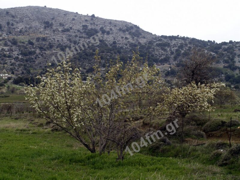 Ολοκληρώθηκε η υποβολή δηλώσεων χρήσης γης του δημοτικού ακινήτου Καθαρού