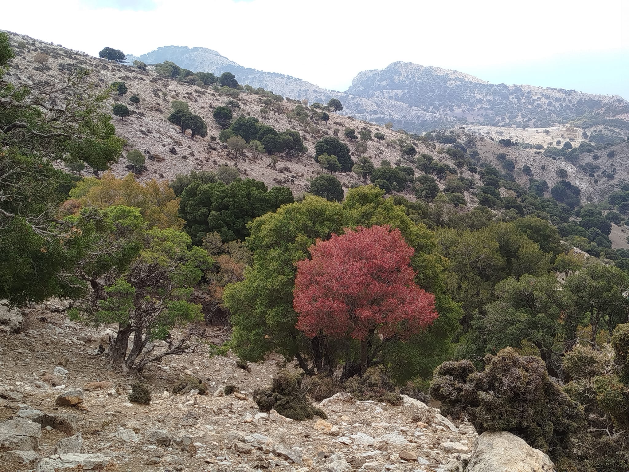 Πεζοπορία στο οροπέδιο της Λαπάθου (Κάτω Σύμη Βιάννου)