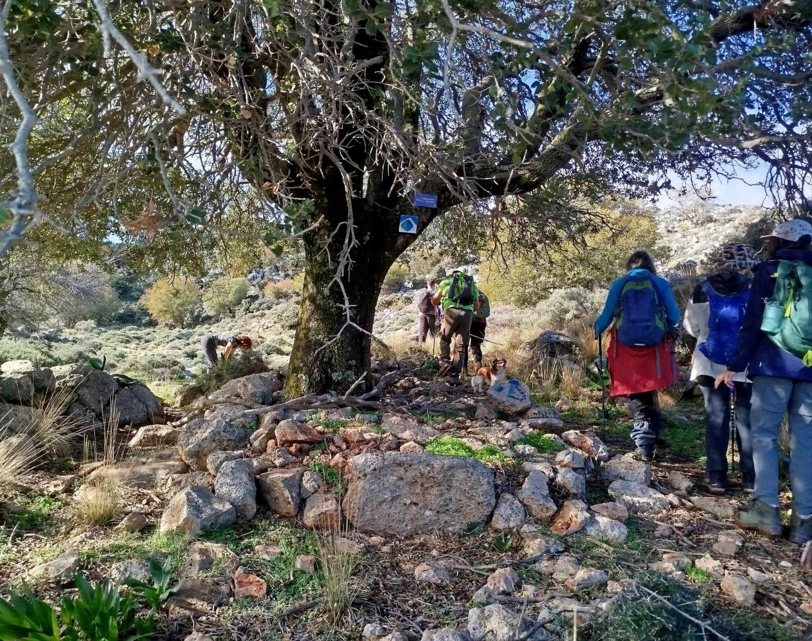 Χριστουγεννιάτικη πεζοπορία στο δάσος του Κρούστα