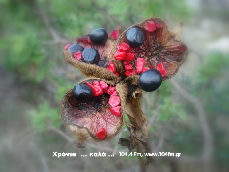 .... χρόνια καλά ....!!!
