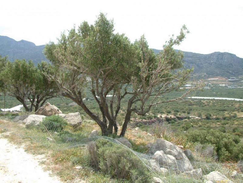 η περίφραξη κάτω και η ελιά ταϊσμένη .... όπως και όλες στις περιοχή