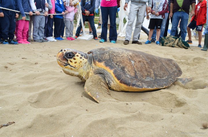 απελευθέρωση χελώνας Caretta caretta