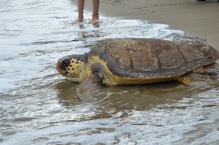 απελευθέρωση χελώνας Caretta caretta
