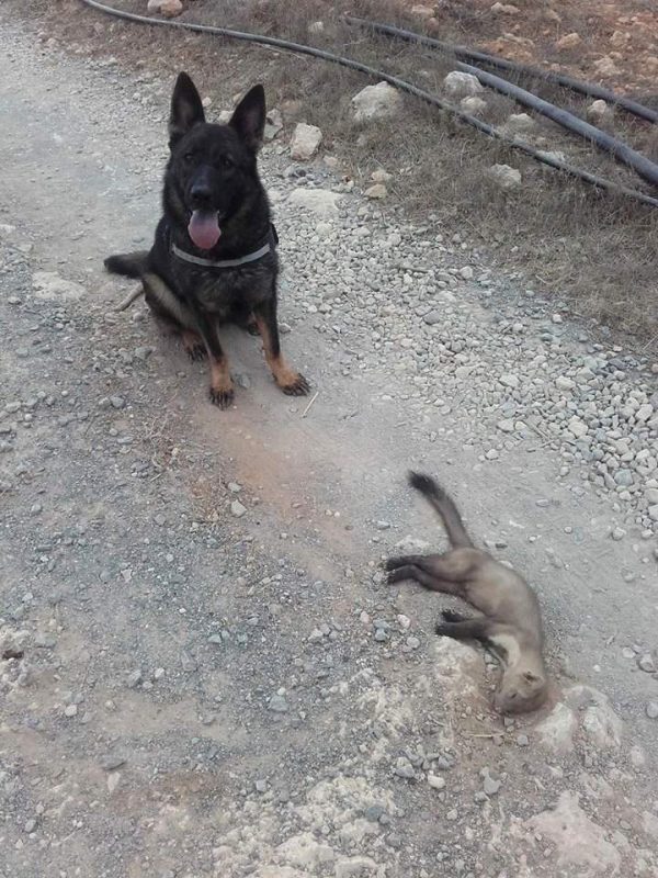 Ομάδα ανίχνευσης δηλητηριασμένων δολωμάτων, δύο μήνες δουλειάς