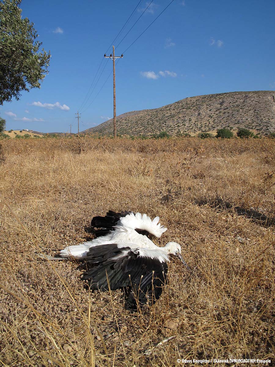 ΑΔΜΗΕ: πρωτοβουλία για την προστασία του Σπιζαετού στη νότια Εύβοια
