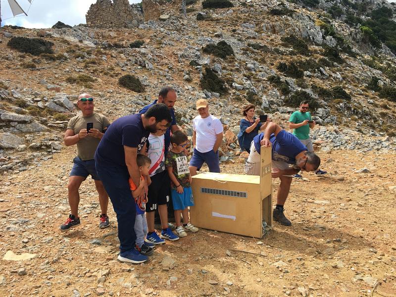 ο γύπας «ΔΙΑΣ» απελευθερώθηκε απο τον ΕΟΣ Λασιθίου