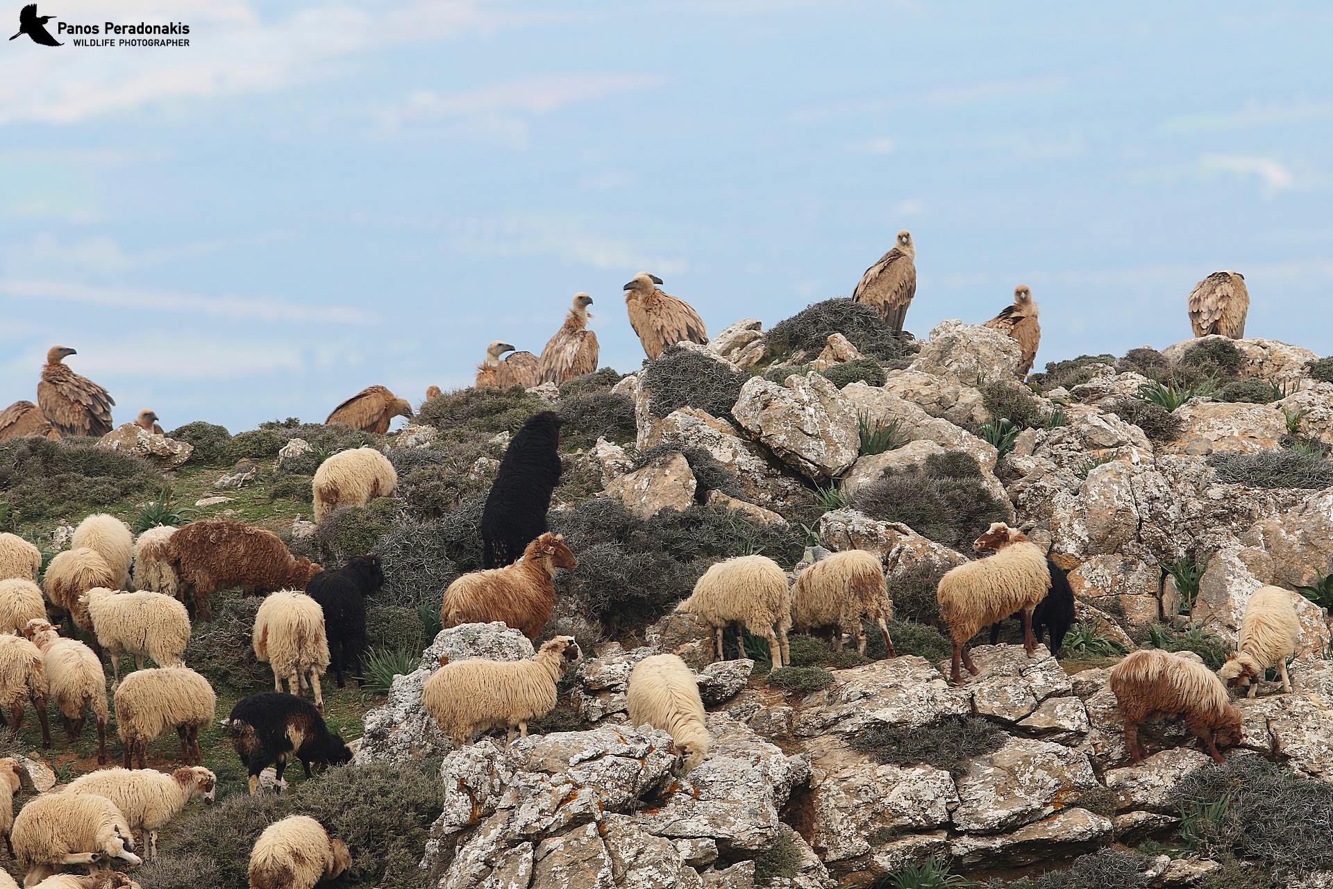 Πρωτοφανής απειλή για τους γύπες της Κρήτης από την αιολική βιομηχανία