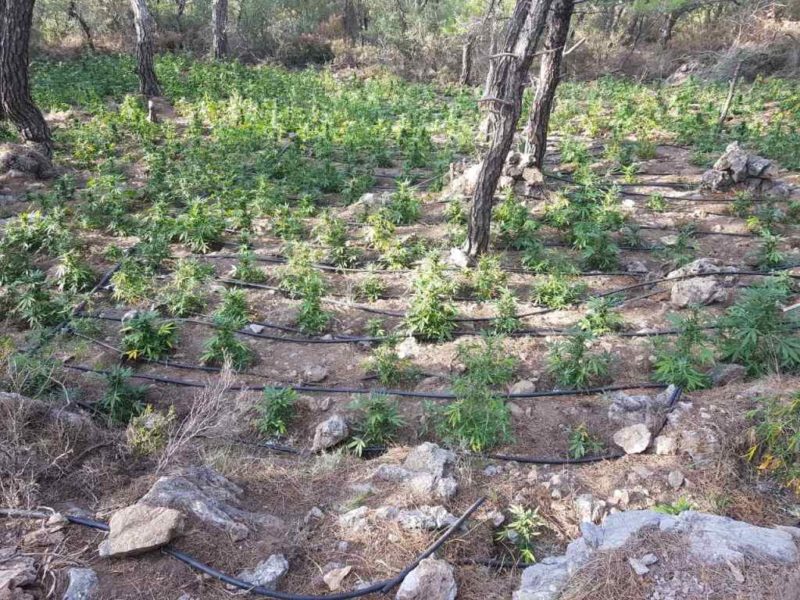 Προσοδοφόρα η καλλιέργεια κάνναβης, άλλη μια φυτεία