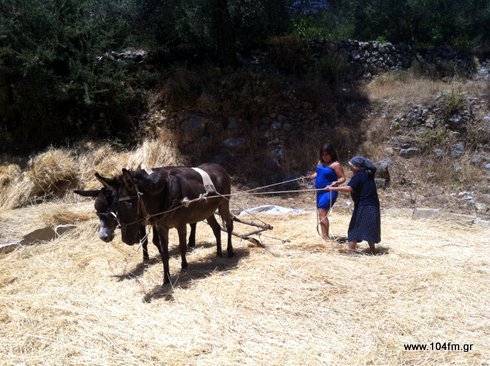 Καλαμαύκα αλωνέματα