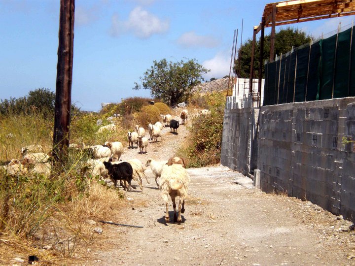 από κτηνοτρόφους της Κρήτης, ζητά βοήθεια ο δήμος Καρπάθου για τα αδέσποτα