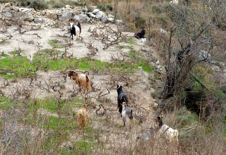 Κοινοβουλευτική Παρέμβαση της Κ. Σπυριδάκη για την Ανεξέλεγκτη Παράνομη Βόσκηση στη Δημοτική Κοινότητα Καλού Χωριού