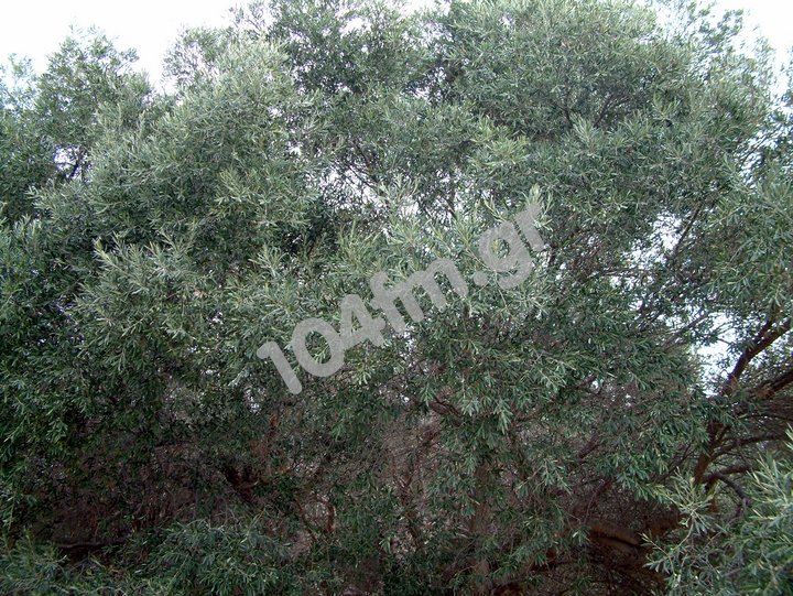 αιτήσεις μεταβίβασης δικαιωμάτων 2017, παράταση προθεσμίας