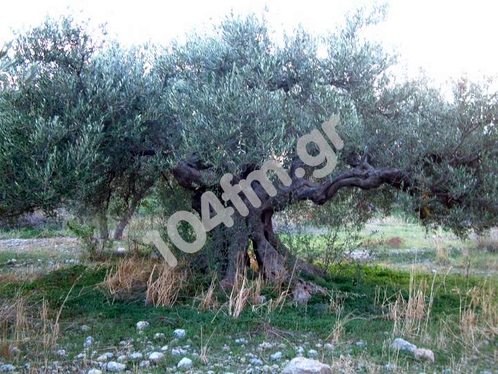 Επτάστικτος: δημιουργία δικτύου υπεραιωνόβιων ελαιοδέντρων