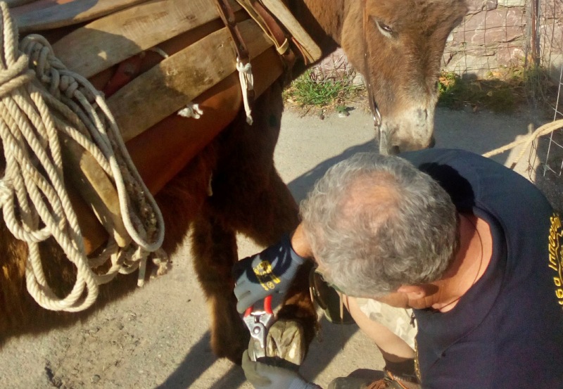 Φιλοζωική Κρήτης, φθινοπωρινό πρόγραμμα δράσεων για τη φροντίδα ιπποειδών