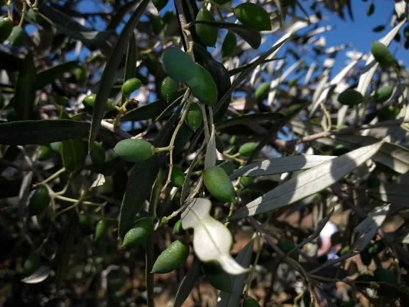 Απασχόληση Πολιτών Τρίτης Χώρας στην Αγροτική Οικονομία