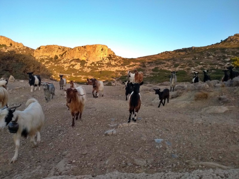 Λόγω κενού στη νομοθεσία, δεν μπορούν να επιβληθούν πρόστιμα για παράνομη βόσκηση