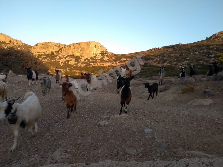 Έκτακτη κρατική ενίσχυση για τους κτηνοτρόφους του Ηρακλείου και Λασιθίου
