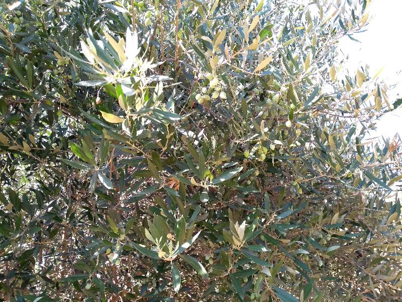Να μην αποκλειστεί κανείς παραγωγός από την έκτακτη στήριξη στον τομέα του ελαιολάδου που επλήγη ιδιαίτερα από την πανδημία