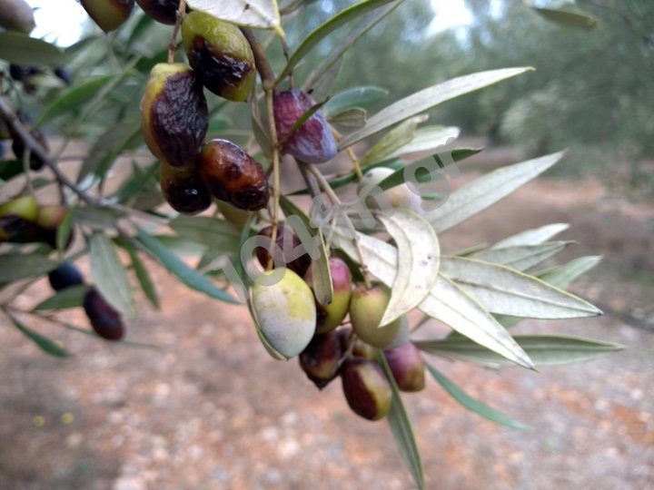 Υποκριτικό το ενδιαφέρον κυβέρνησης, περιφέρειας για την καταστροφή των ελαιοπαραγωγών από το δάκο
