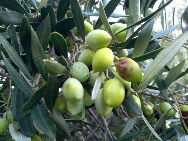 Ερώτηση Συντυχάκη για τα Προβλήματα των μικρομεσαίων ελαιοπαραγωγών της Κρήτης