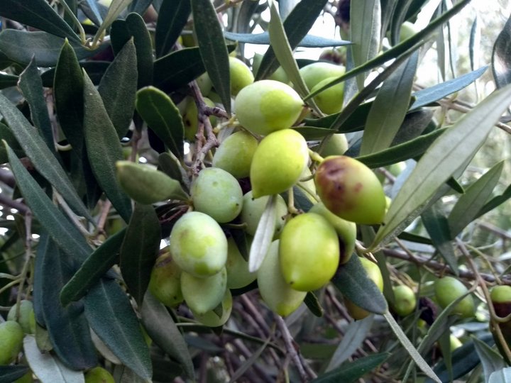 Λαϊκή Συσπείρωση Σητείας, σχέδιο απόφασης για στήριξη των μικρομεσαίων ελαιοπαραγωγών