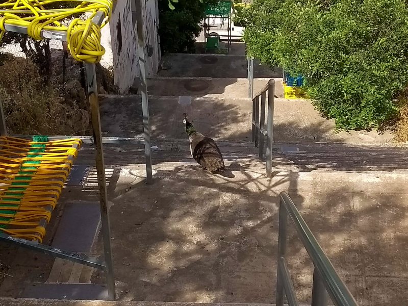 Το παγόνι βρέθηκε, ευχαριστίες