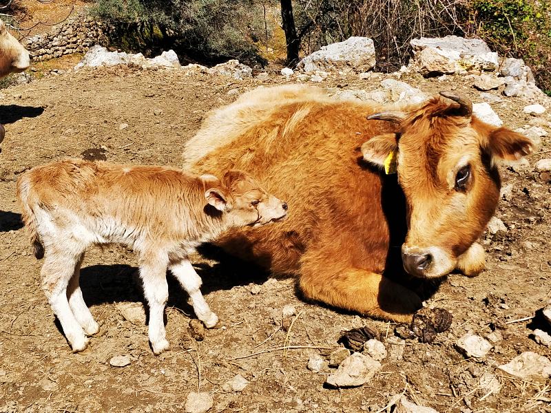 Ημερίδα περί αυτόχθονων βοοειδών Κρήτης