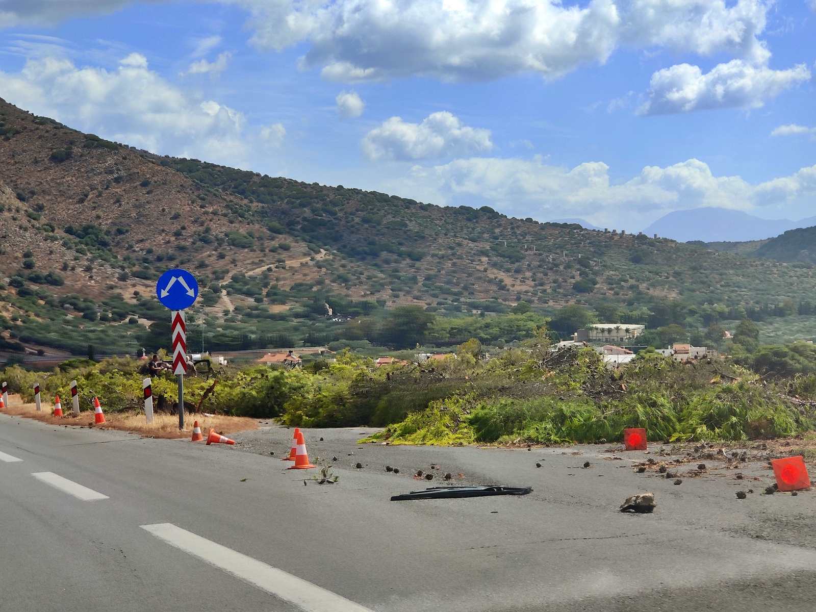 Τα δέντρα που σκοτώνουμε ......
