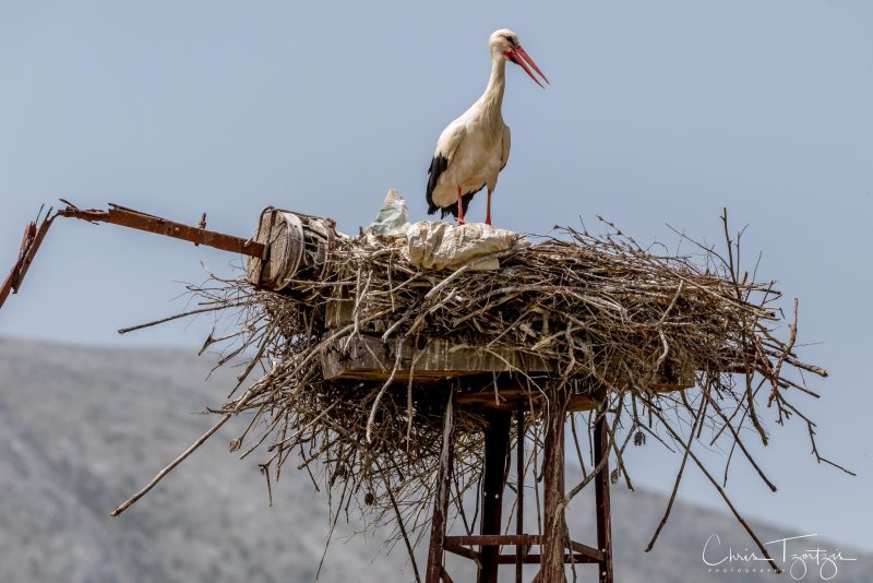 21 Μαΐου είναι αφιερωμένη σε όλη την Ευρώπη στις περιοχές NATURA 2000
