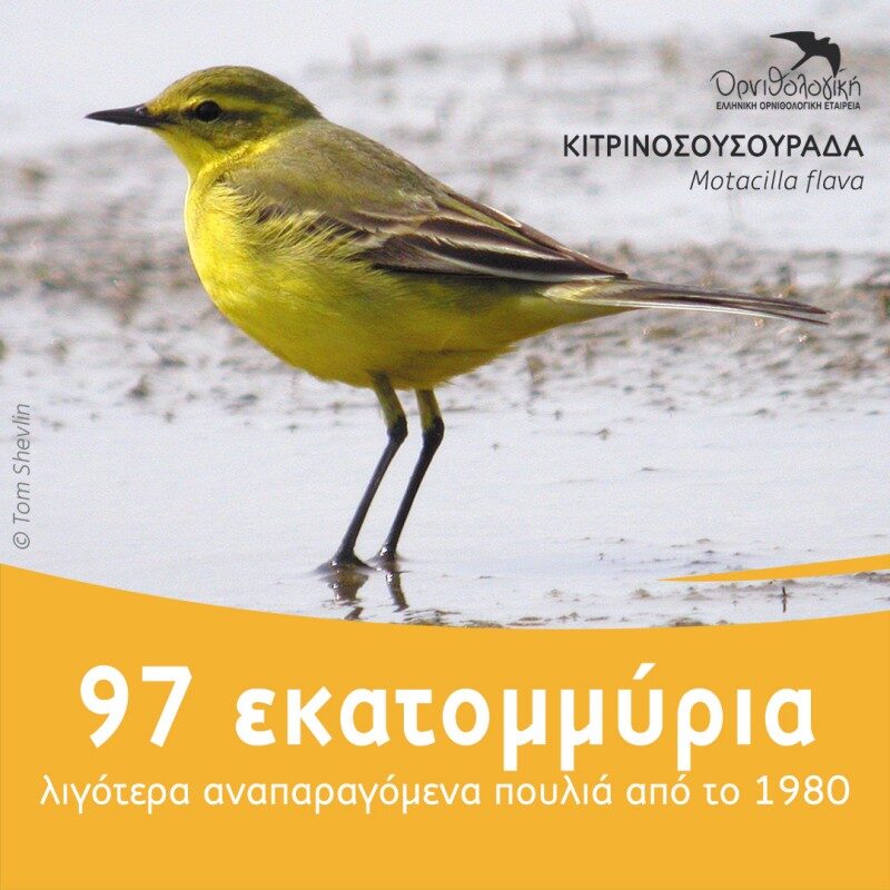600 εκατομμύρια πουλιά έχουν χαθεί στην ΕΕ από το 1980