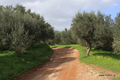 ελαιόδενδρα