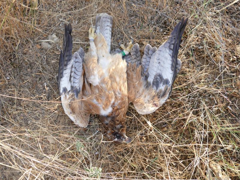 Νέο περιβαλλοντικό έγκλημα στην Κρήτη: Νεαρός Σπιζαετός νεκρός από πυροβολισμό