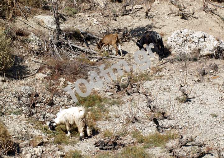 Η Ευρώπη άργησε 25 χρόνια να επέμβει για τις επιδοτήσεις.