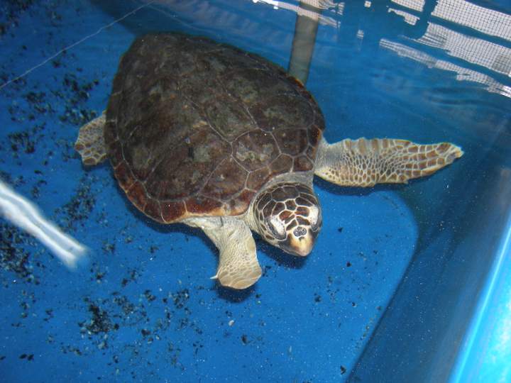 Απελευθέρωση χελώνας Caretta caretta