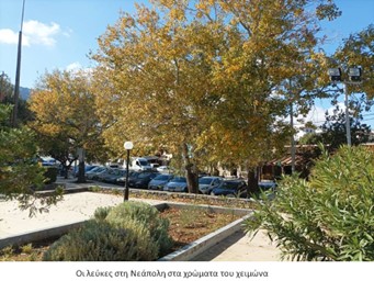 Τα δέντρα που πληγώνουμε…*