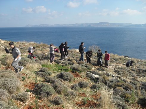 Sitia_planting