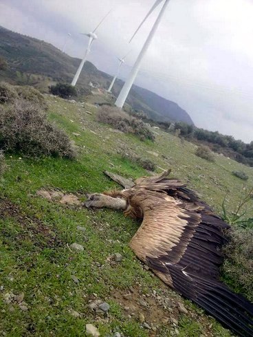 νεκρή σκάρα