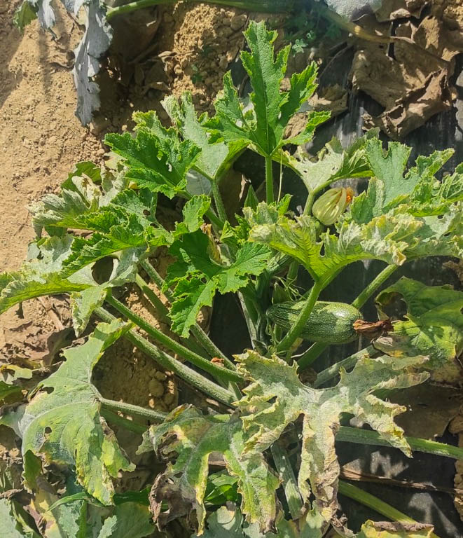 Εμφάνιση του επιβλαβούς οργανισμού Τοmato leaf curl New Delhi virus (Ιός του καρουλιάσματος των φύλλων της τομάτας του Νέου Δελχί) σε υπαίθριες καλλιέργειες κολοκυθιού στην Π.Ε. Ηρακλείου