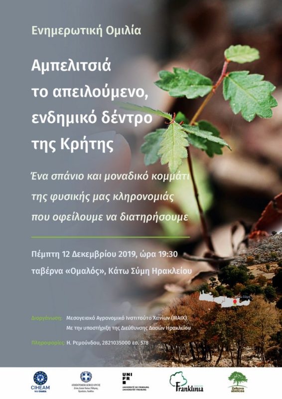 Αμπελιτσιά: το απειλούμενο, ενδημικό δένδρο της Κρήτης